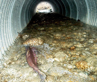 Fish in Culvert