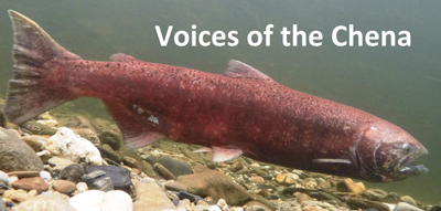 Chena River Salmon 